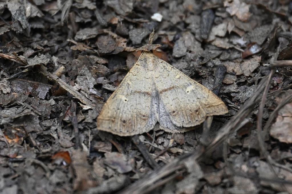 2025-08040010 Broad Meadow Brook, MA.JPG - Gray Renia Moth (Renia adspergillus). Broad Meadow Brook Wildlife Sanctuary, MA, 8-4-2025